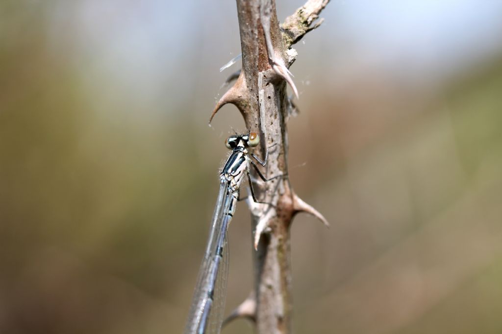 Tutte Coenagrion puella?